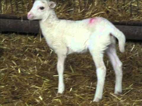 El Sabor &Uacute;nico del Lechazo Asado Salmantino