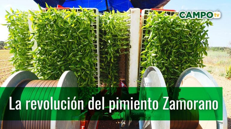 Platos Veraniegos con Productos de la Huerta Zamorana